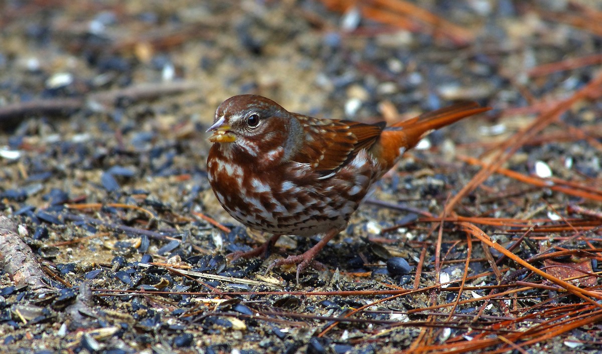 Fox Sparrow - ML646525895
