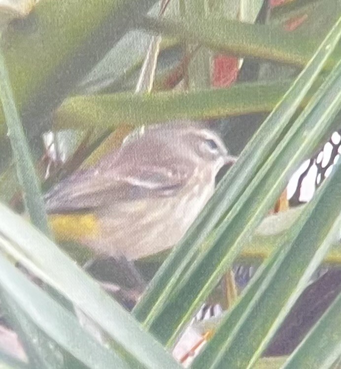 Palm Warbler (Western) - ML646525898