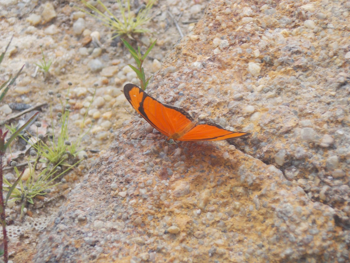 Julia Heliconian - ML646525900