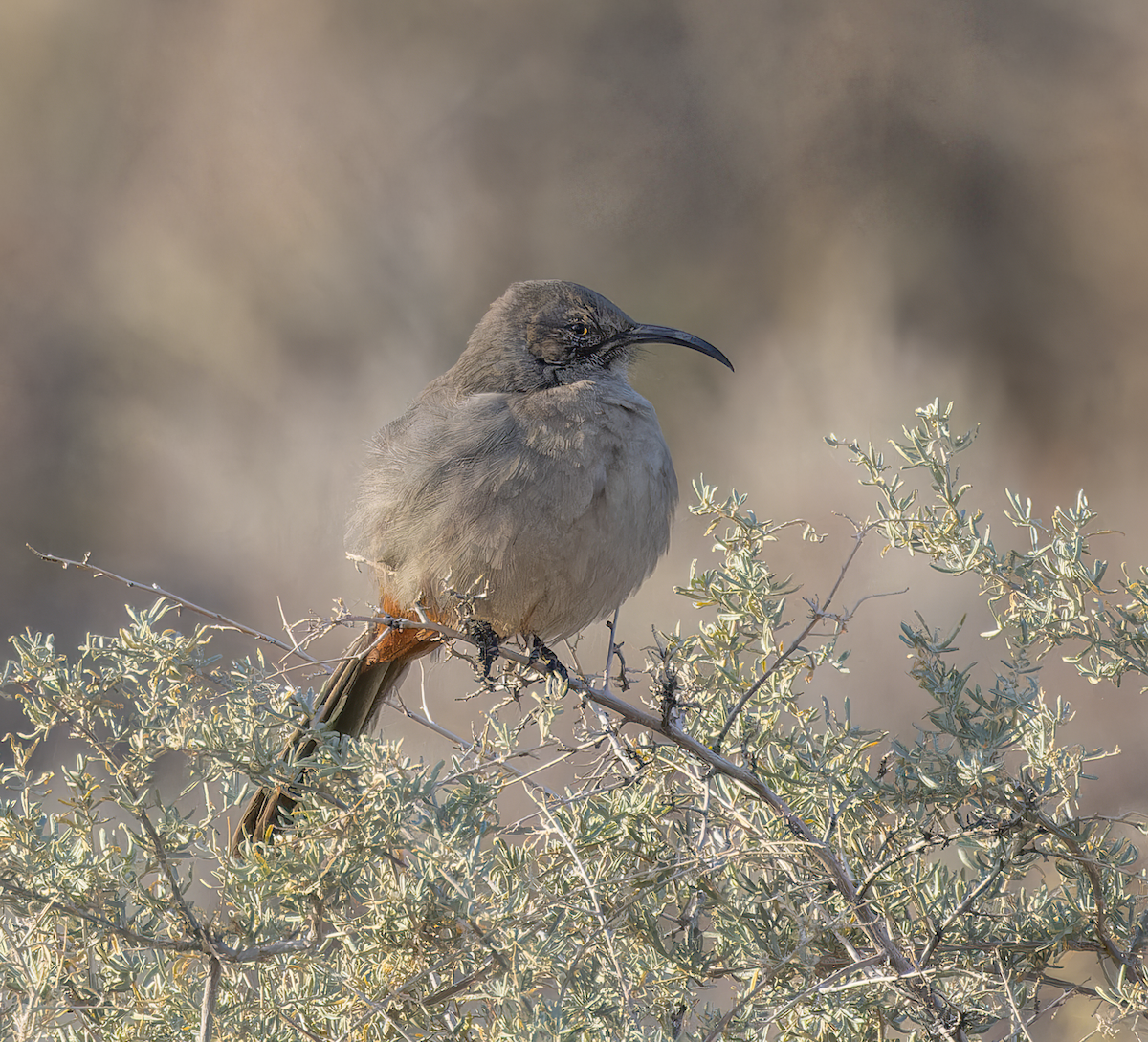 Crissal Thrasher - ML646525903