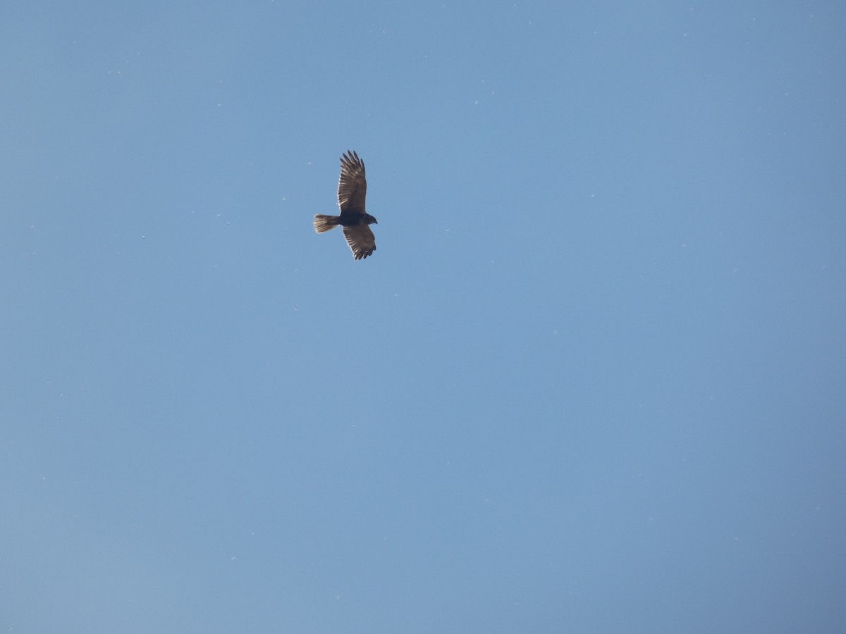 Western Marsh Harrier - ML646525904
