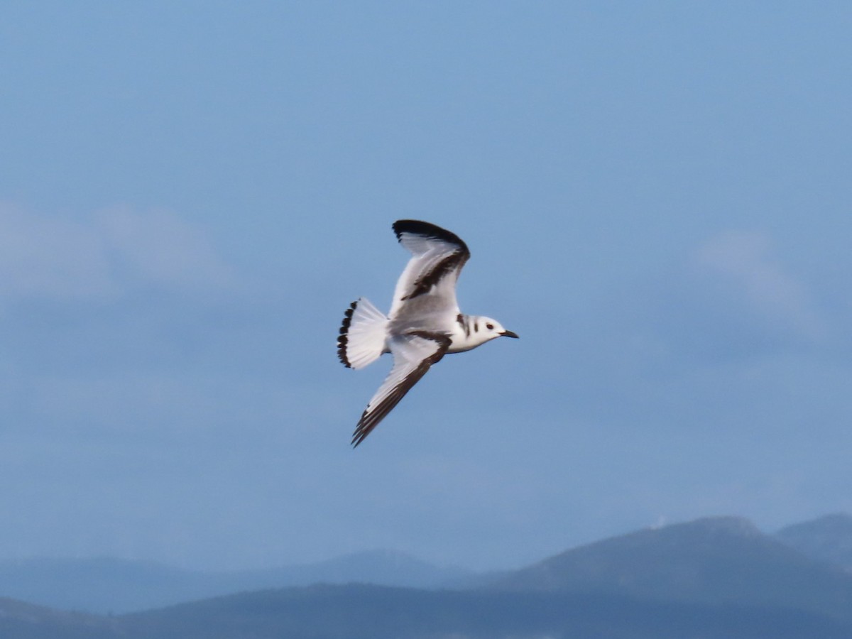 Моевка - ML646525905