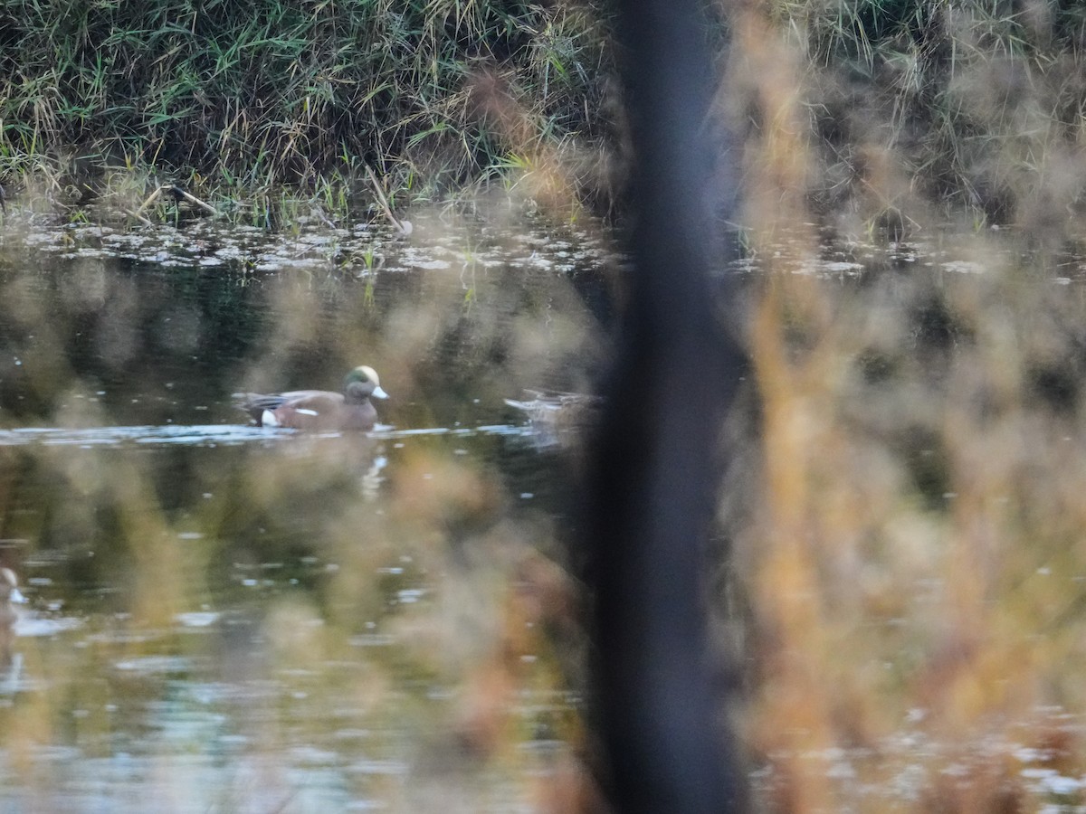 American Wigeon - ML646525906