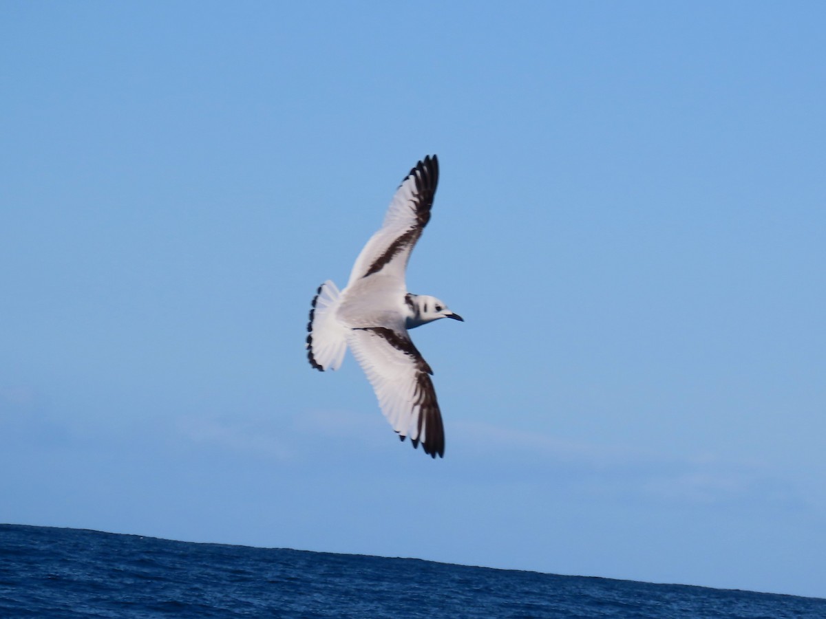 Моевка - ML646525907