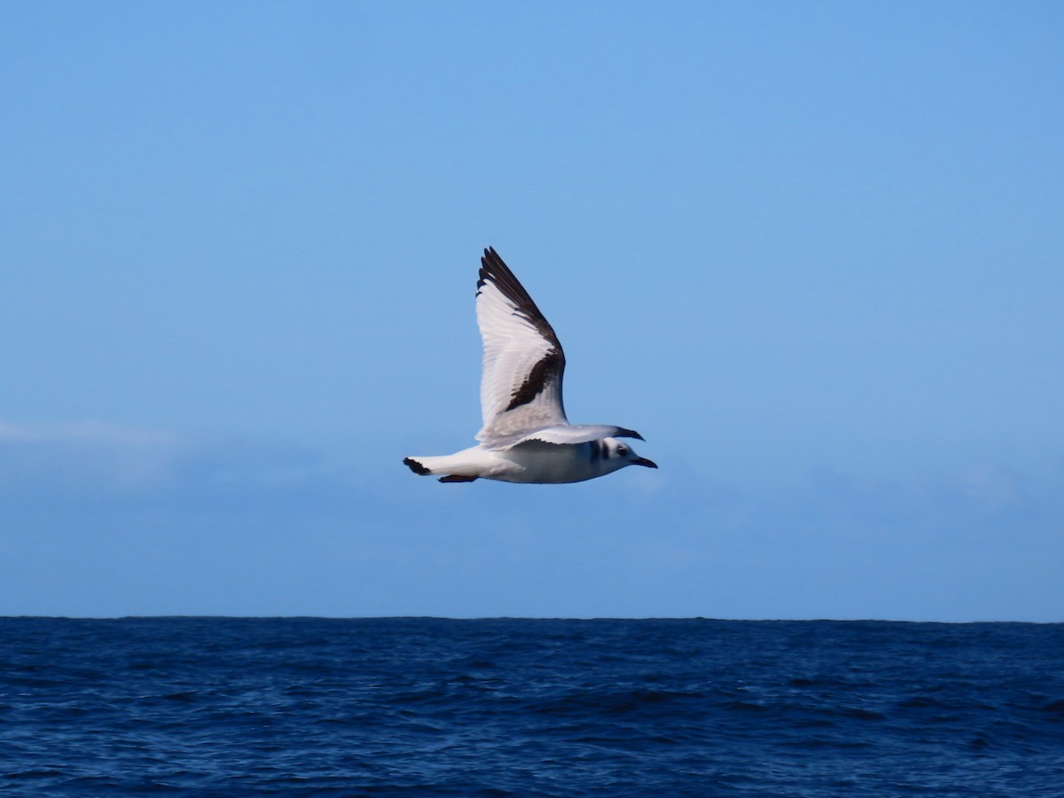 Моевка - ML646525908