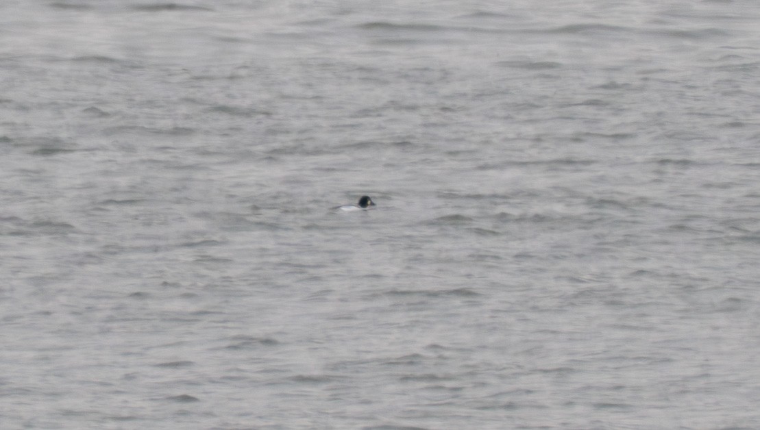 Common Goldeneye - ML646525909