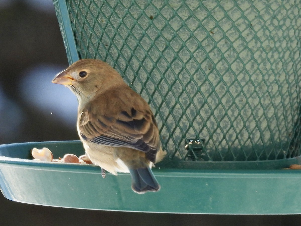 Indigo Bunting - ML646525911