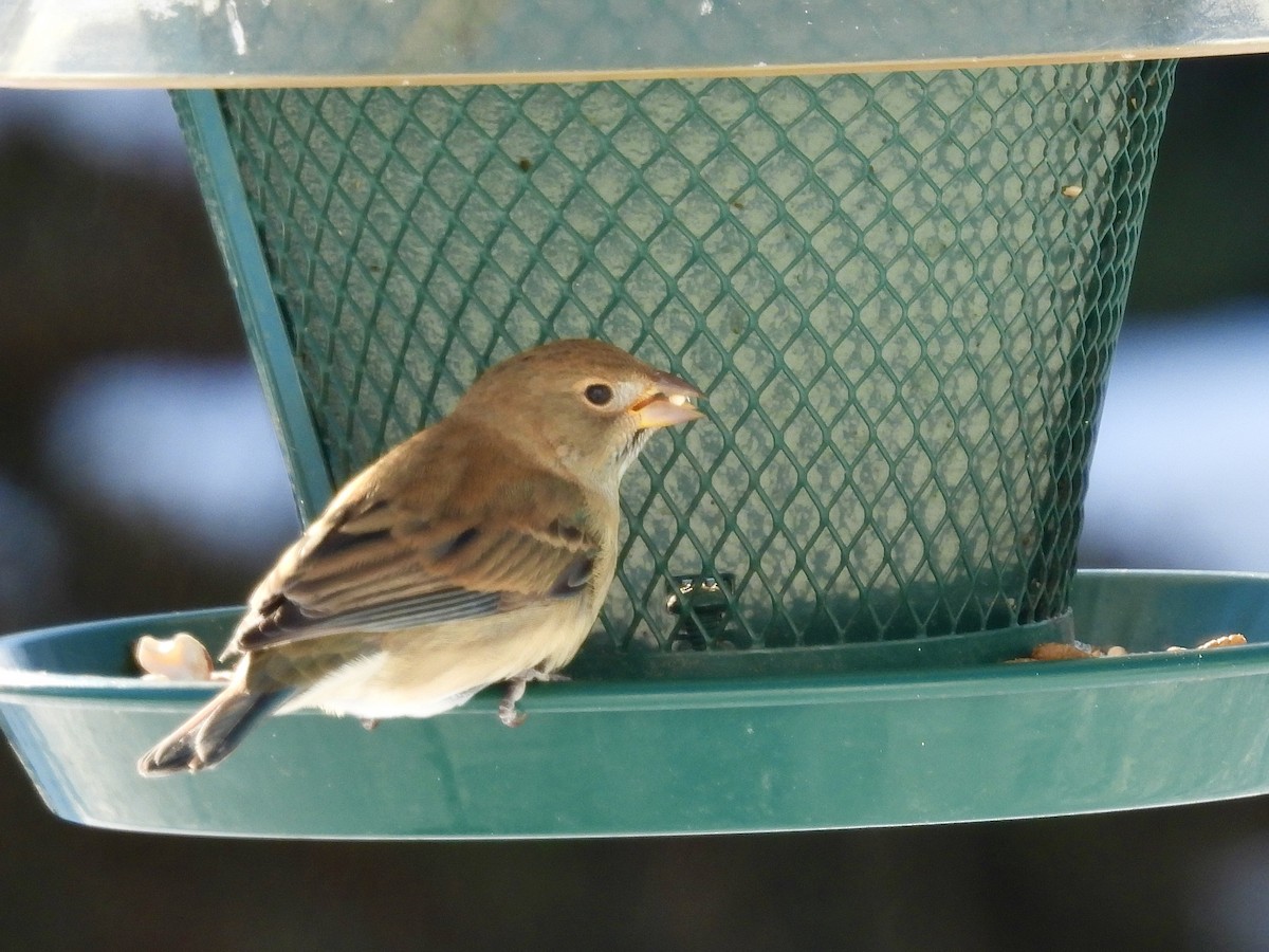 Indigo Bunting - ML646525912
