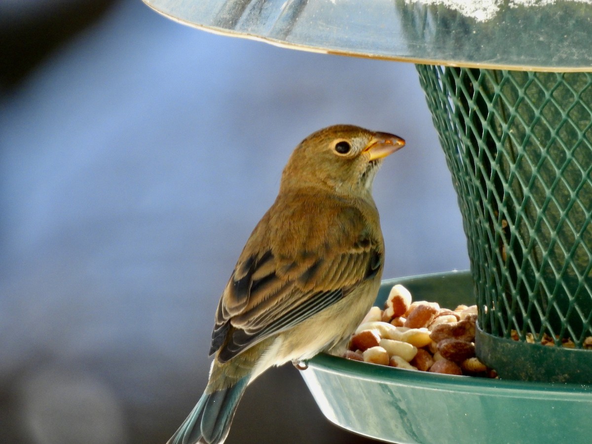 Indigo Bunting - ML646525913