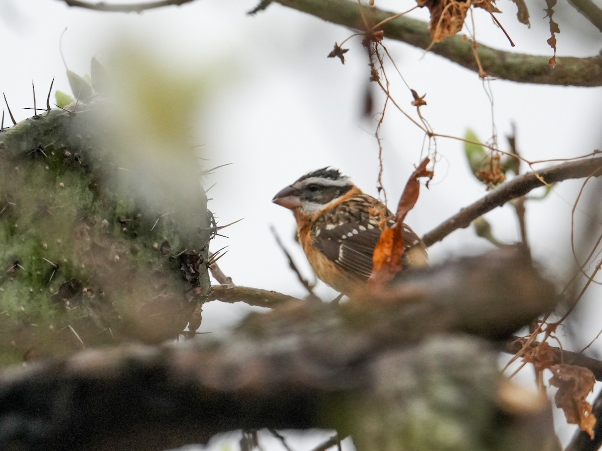 Black-headed Grosbeak - ML646525914