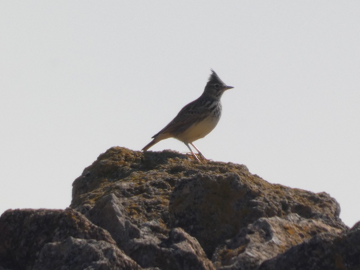 Thekla's Lark - ML646525916