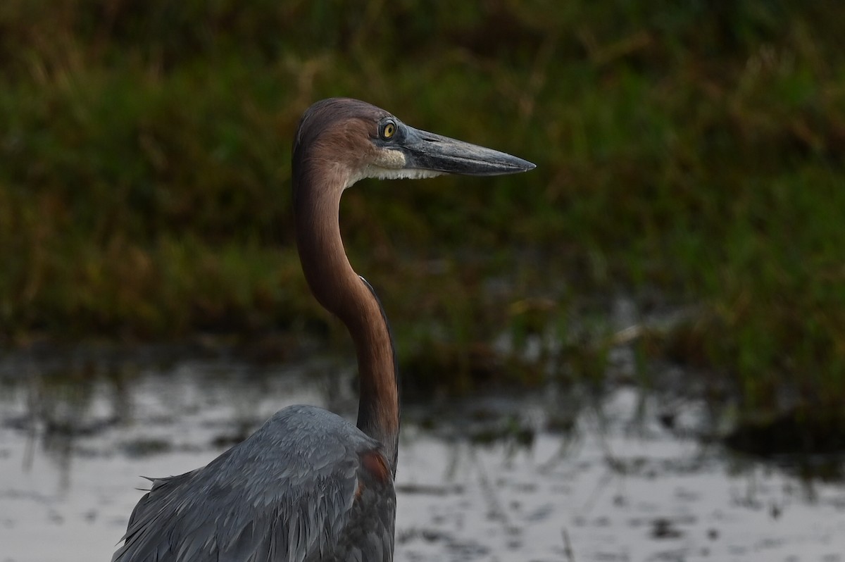 אנפת גולית - ML646525918