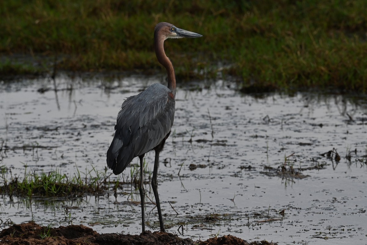 אנפת גולית - ML646525919