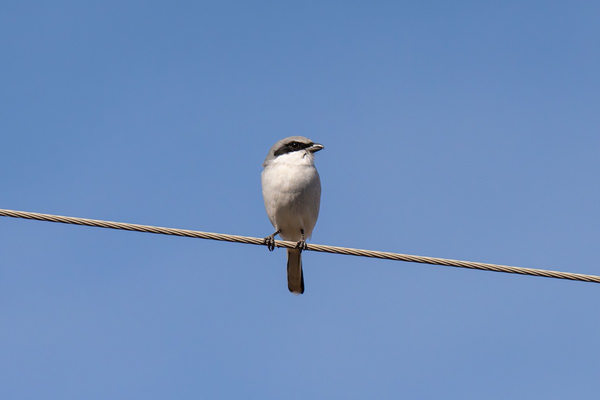 Loggerhead Shrike - ML646525920
