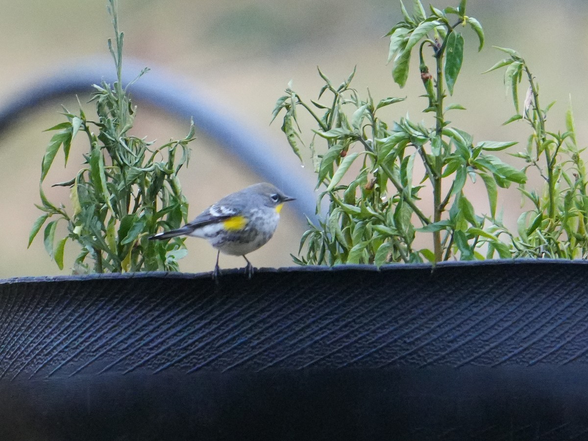 Yellow-rumped Warbler (Audubon's) - ML646525933