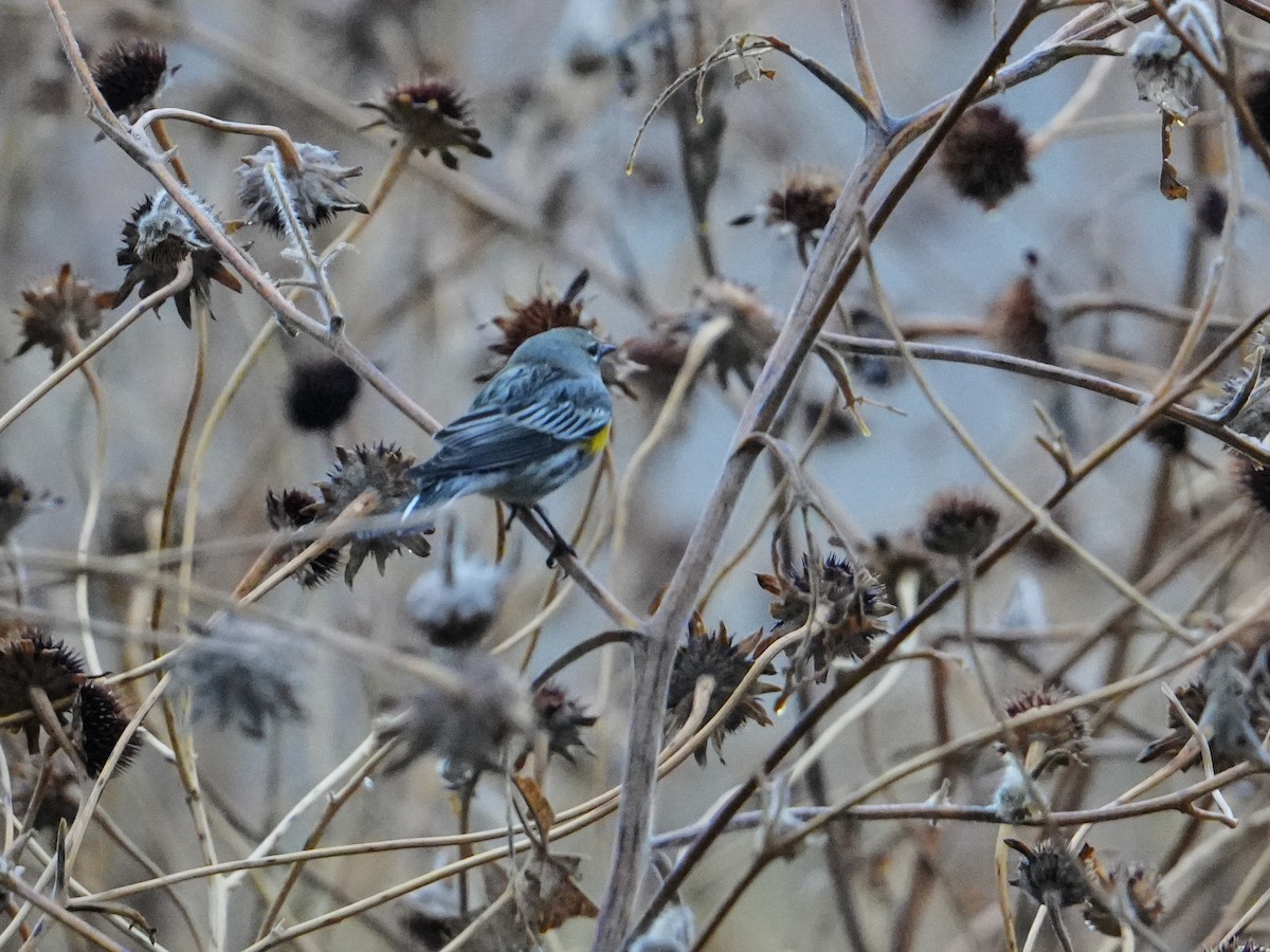 Yellow-rumped Warbler (Audubon's) - ML646525934