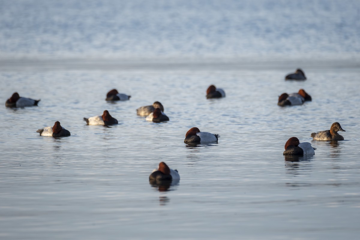 Common Pochard - ML646525937