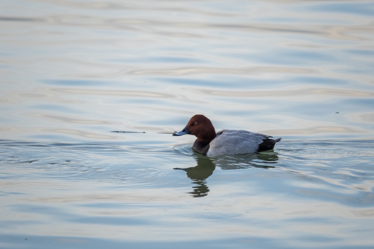 Common Pochard - ML646525938