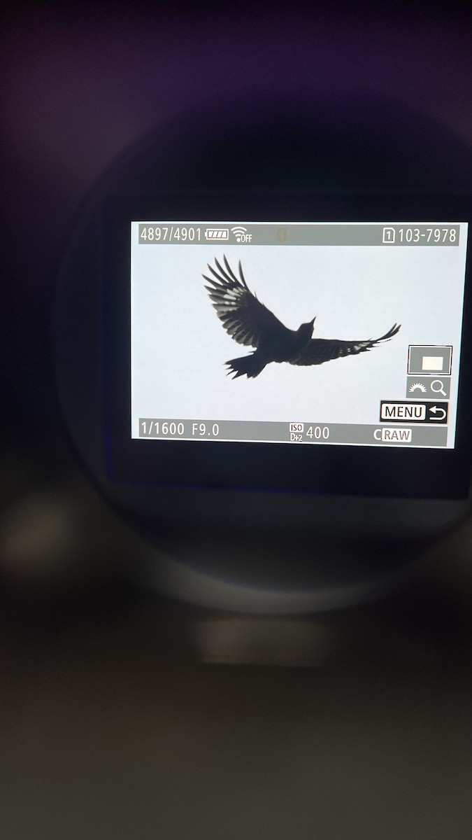 Red-bellied Woodpecker - ML646525940