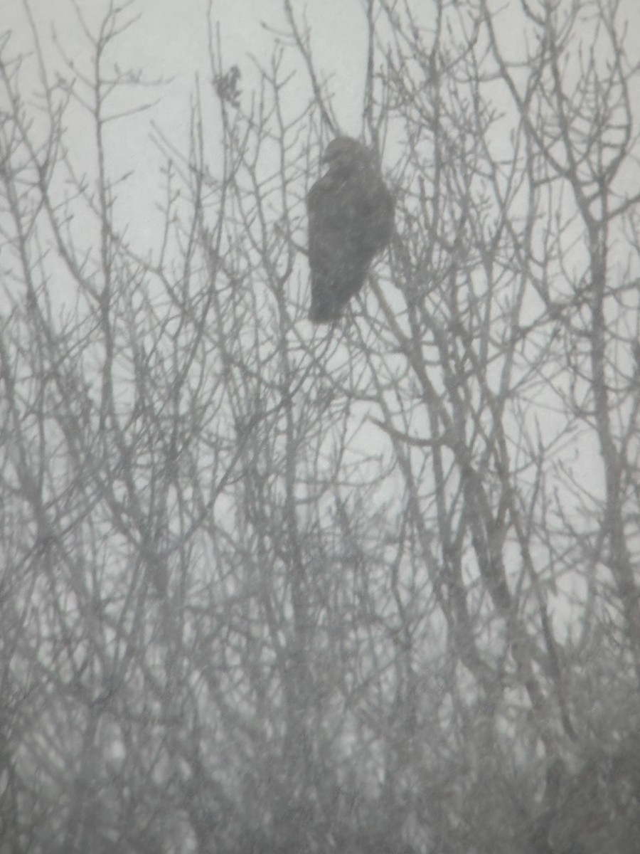 Rough-legged Hawk - ML646525942