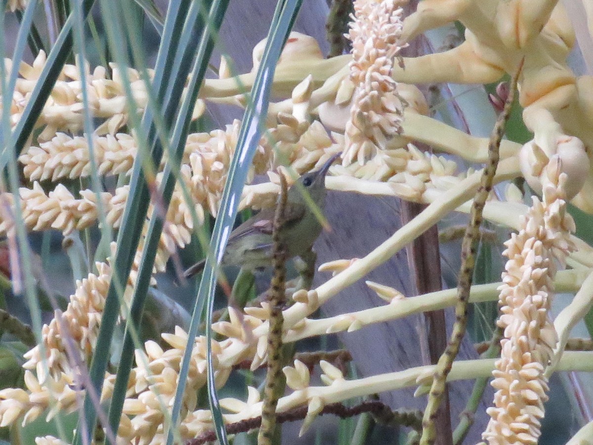 Van Hasselt's Sunbird - ML646525945