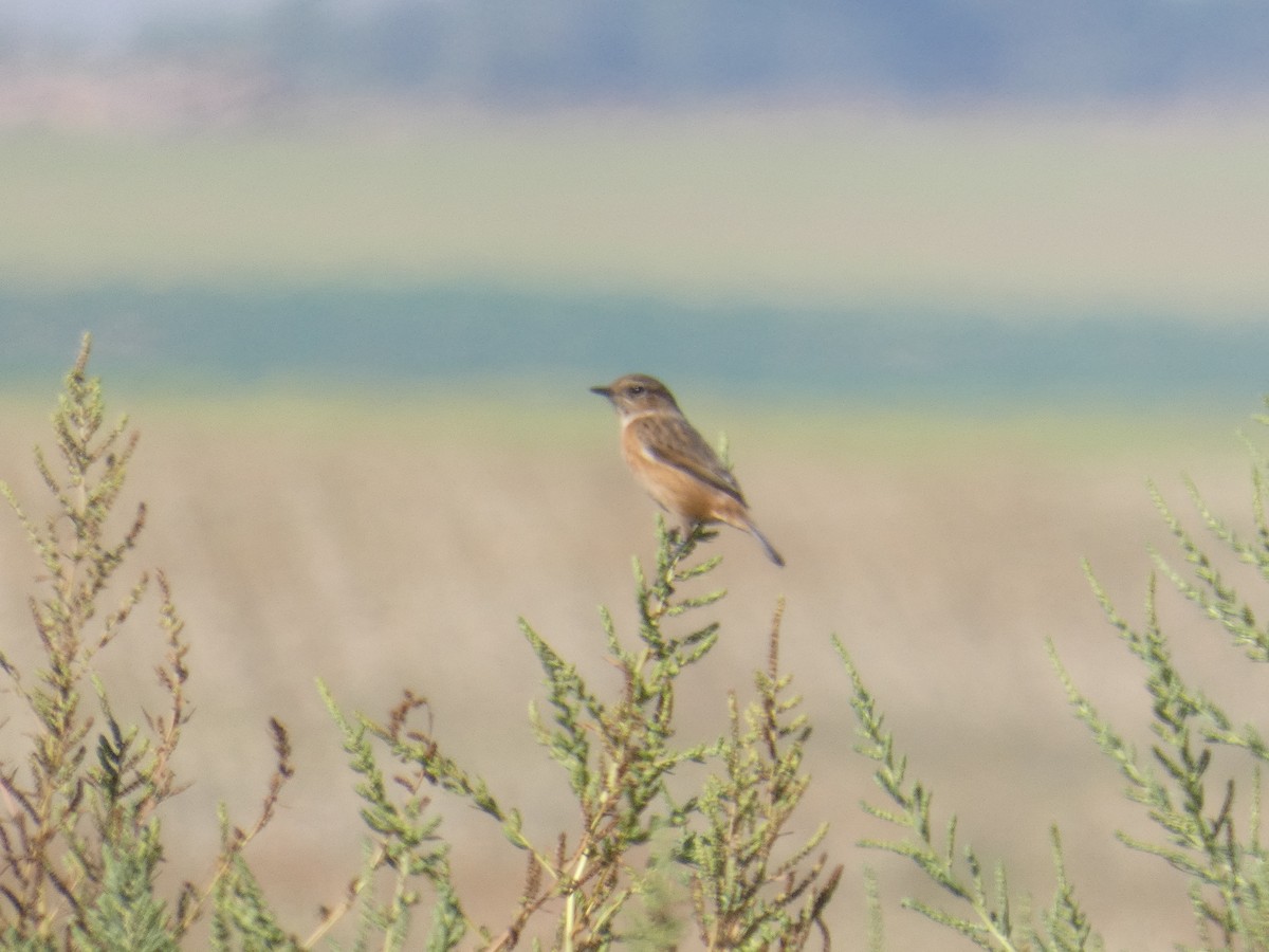 European Stonechat - ML646525949