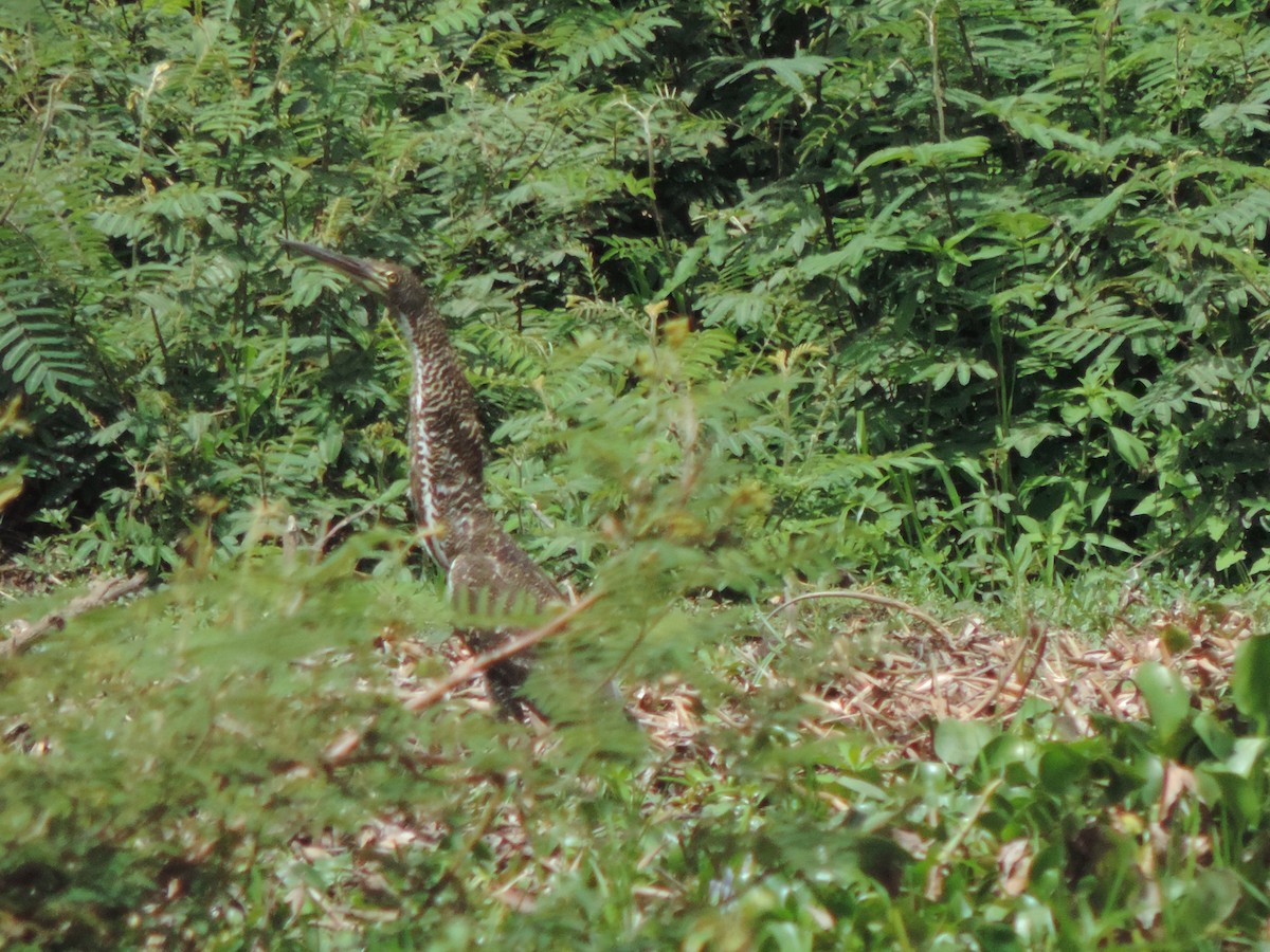 Rufescent Tiger-Heron - ML646525950