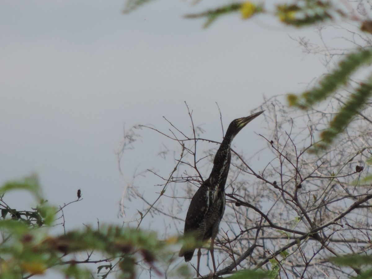 Rufescent Tiger-Heron - ML646525951