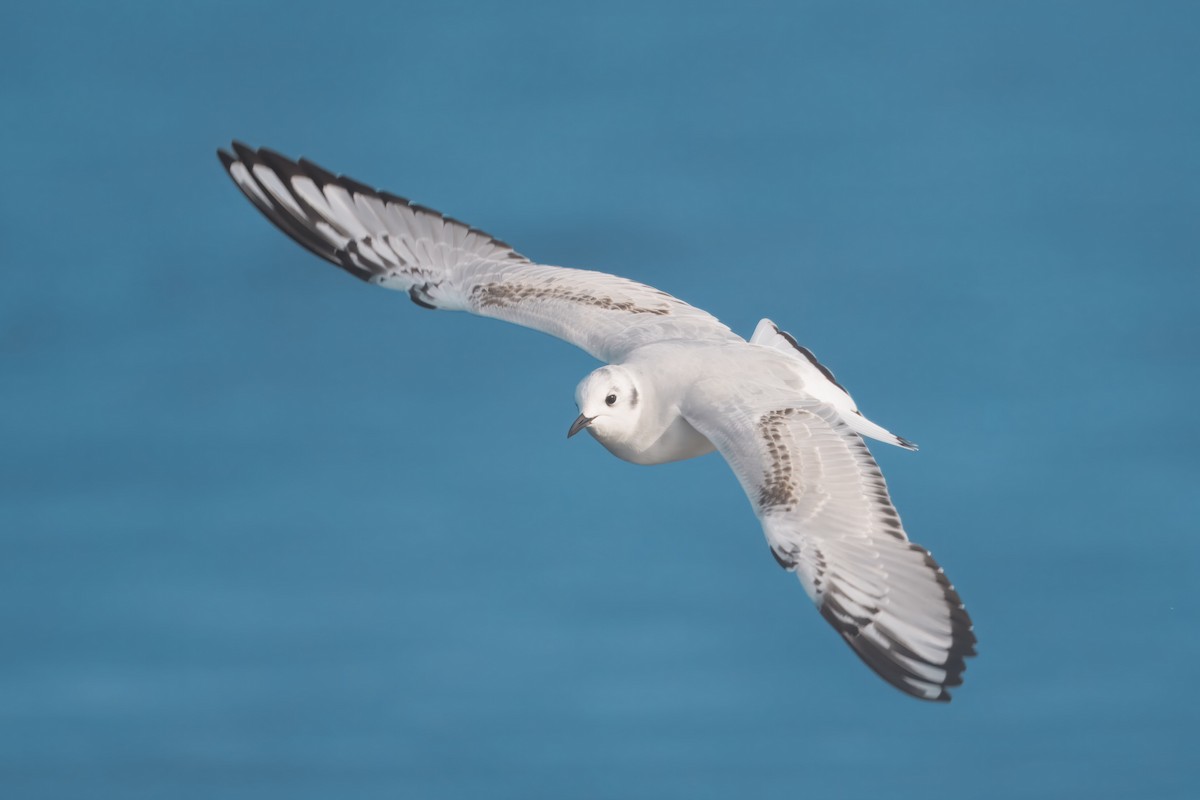 Gaviota de Bonaparte - ML646525952