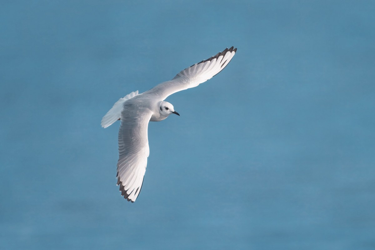 Gaviota de Bonaparte - ML646525953