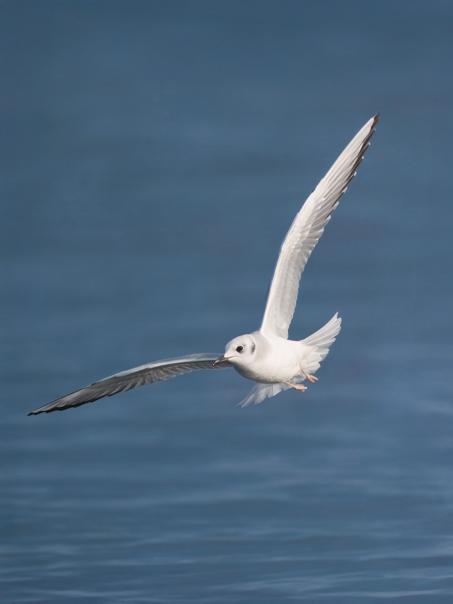 Gaviota de Bonaparte - ML646525954