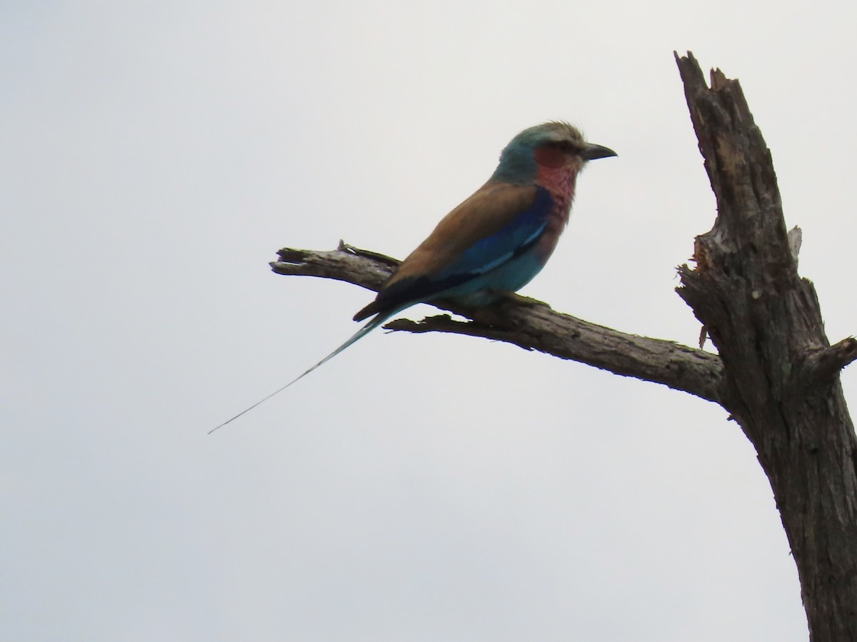 Rollier à longs brins - ML646525957