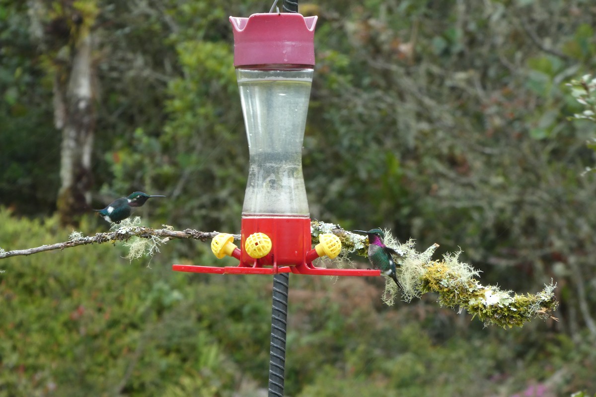 エリマキチビハチドリ - ML646525958