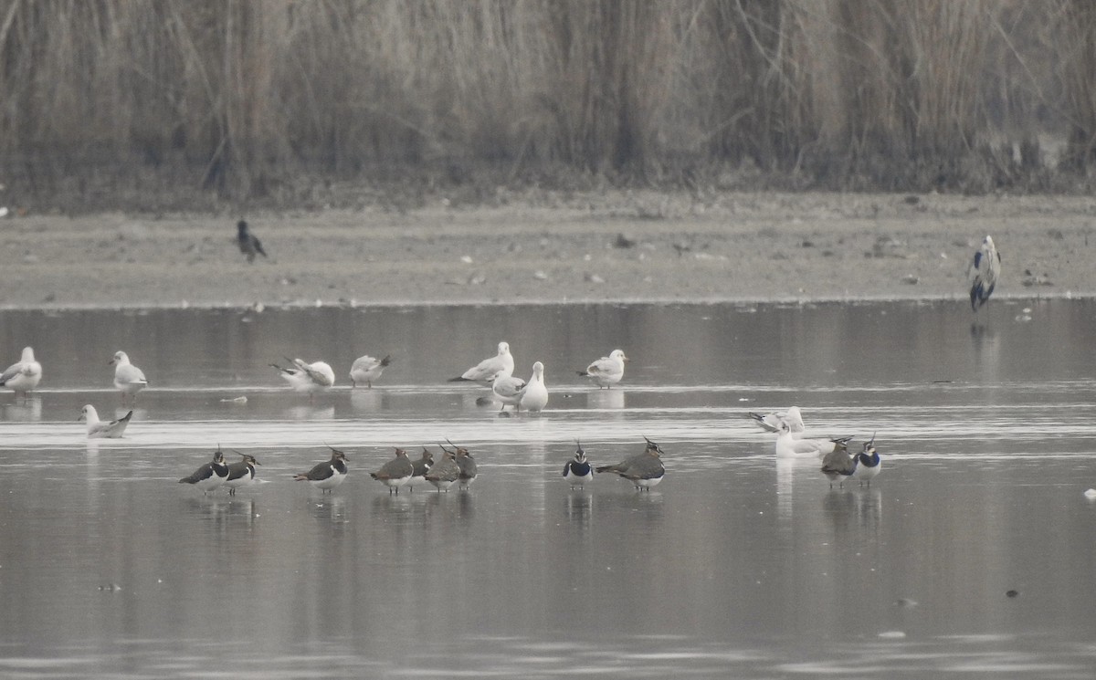 小辮鴴 - ML646525959