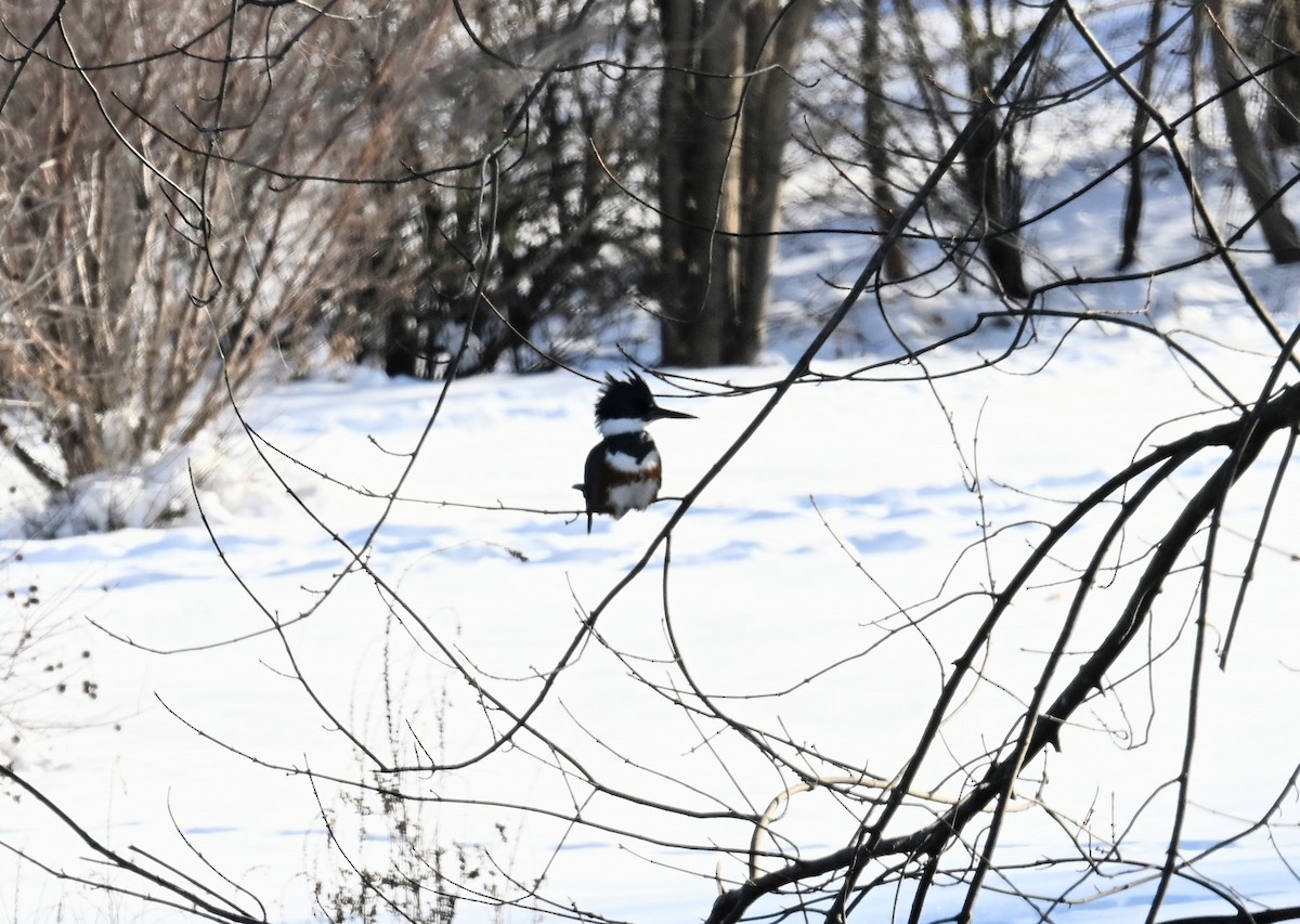 Belted Kingfisher - ML646525960