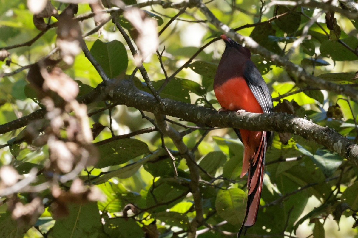 Ward's Trogon - ML646525961