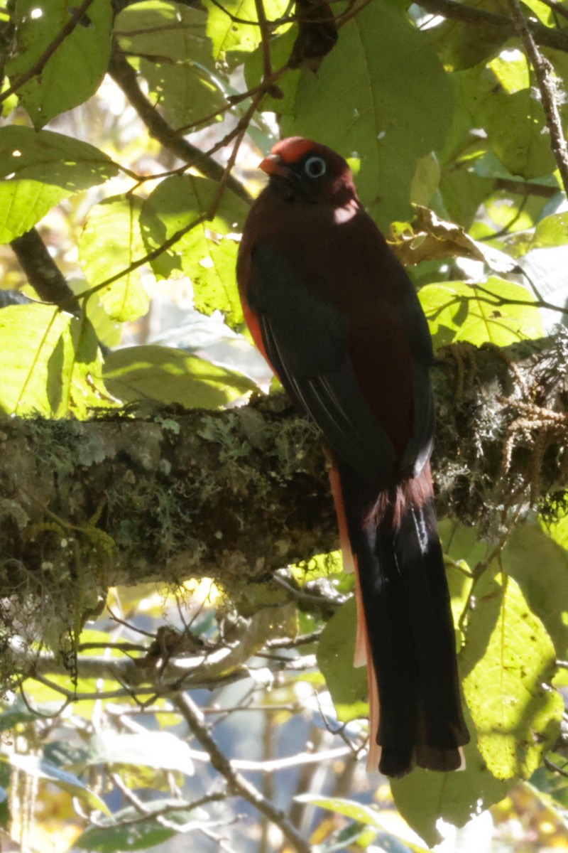 Ward's Trogon - ML646525962