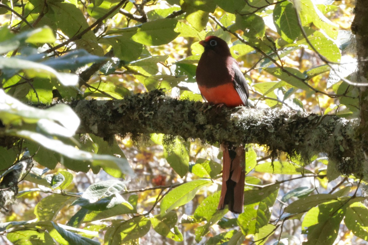 Ward's Trogon - ML646525963