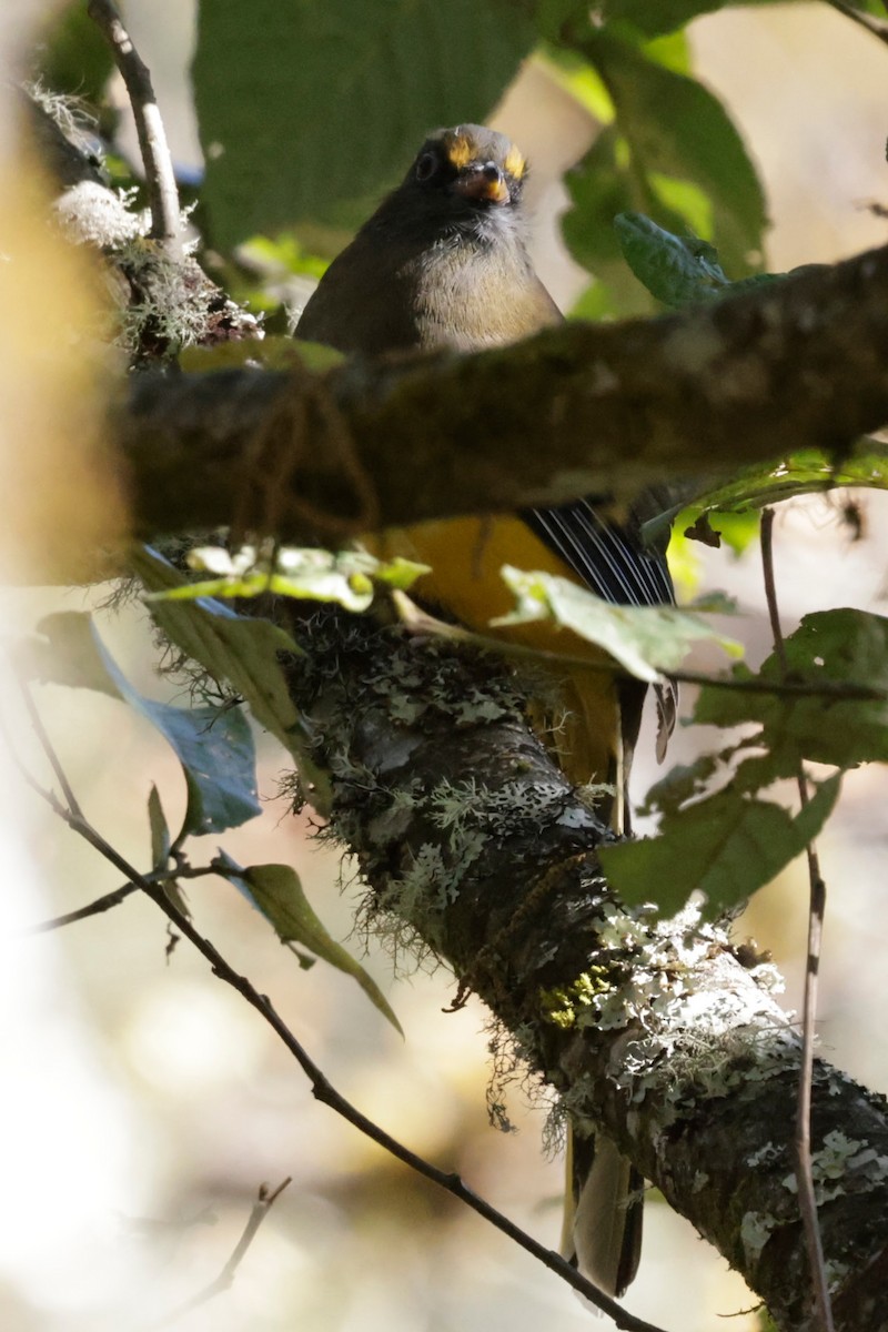 Ward's Trogon - ML646525964