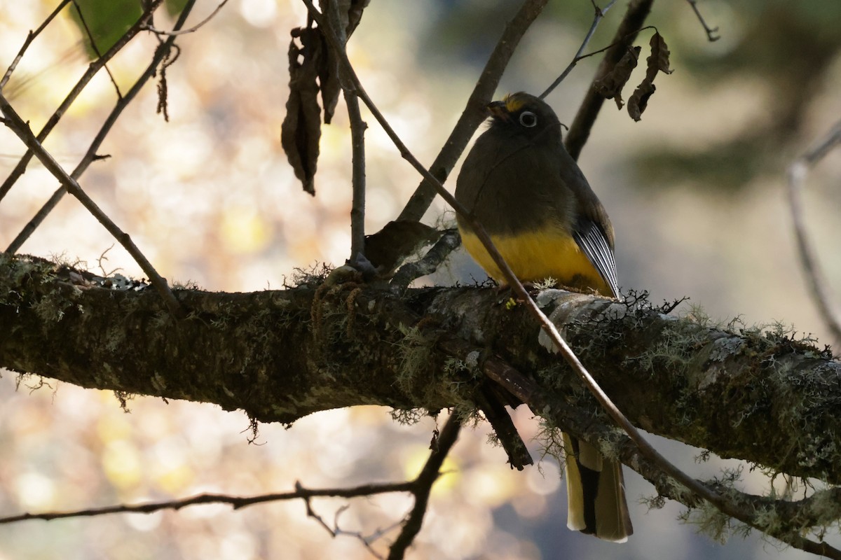 Ward's Trogon - ML646525965