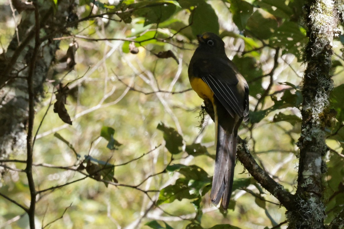 Ward's Trogon - ML646525966
