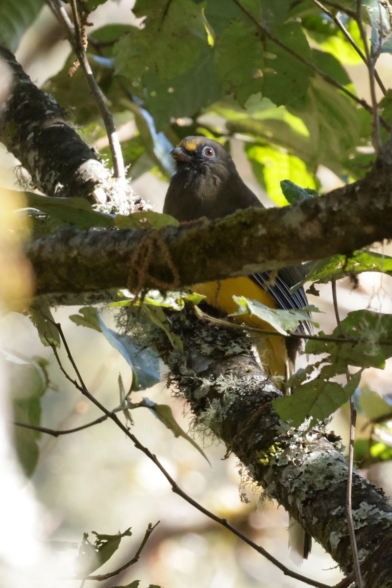 Ward's Trogon - ML646525967