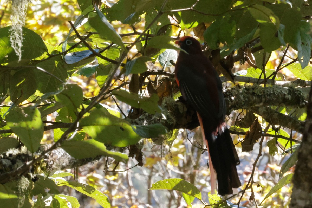 Ward's Trogon - ML646525968