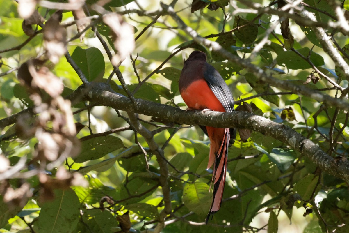 Ward's Trogon - ML646525969