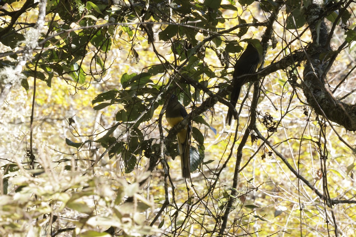 Ward's Trogon - ML646525970