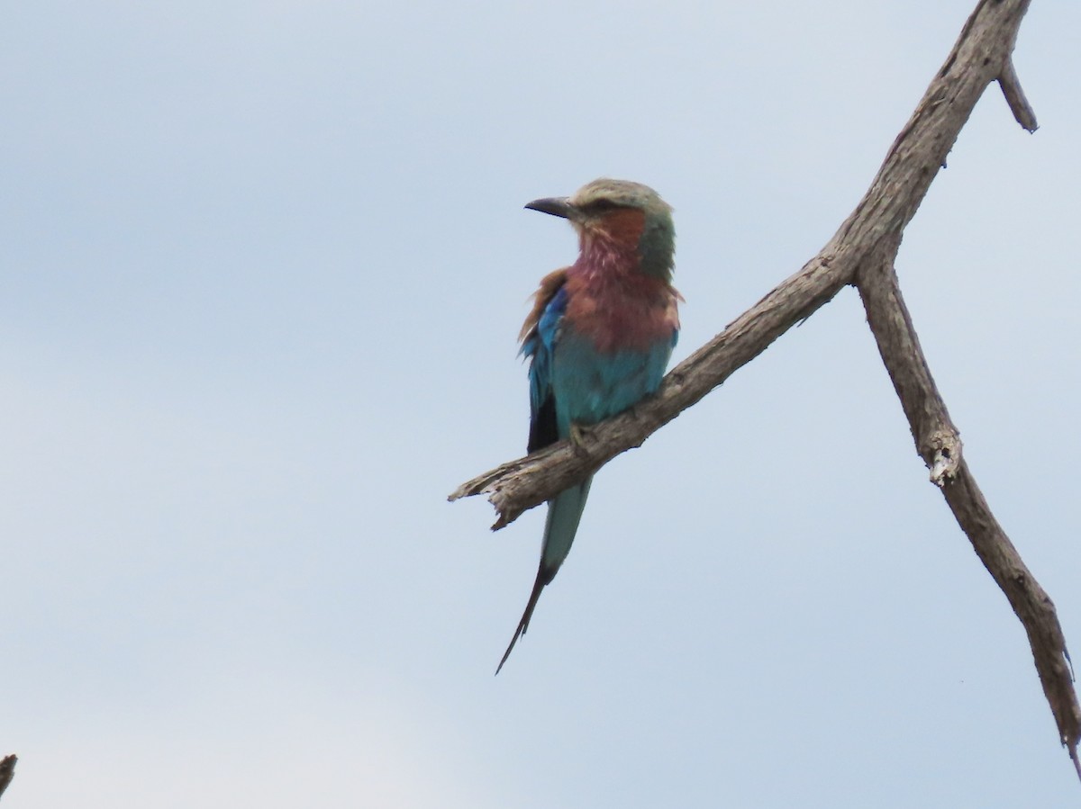 Rollier à longs brins - ML646525971