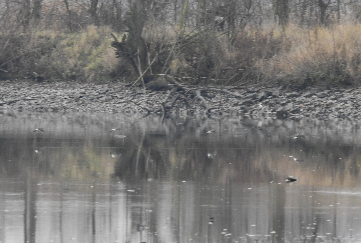 Yeşil Düdükçün - ML646525972