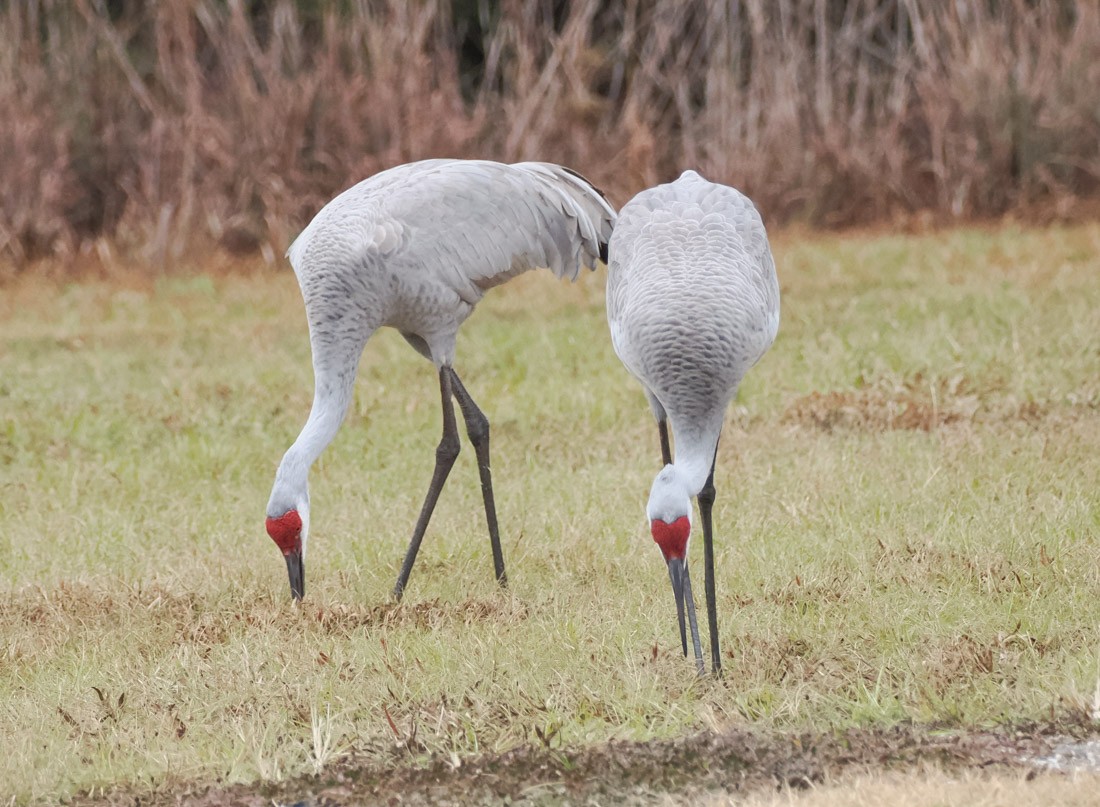 Kanada Turnası - ML646525973