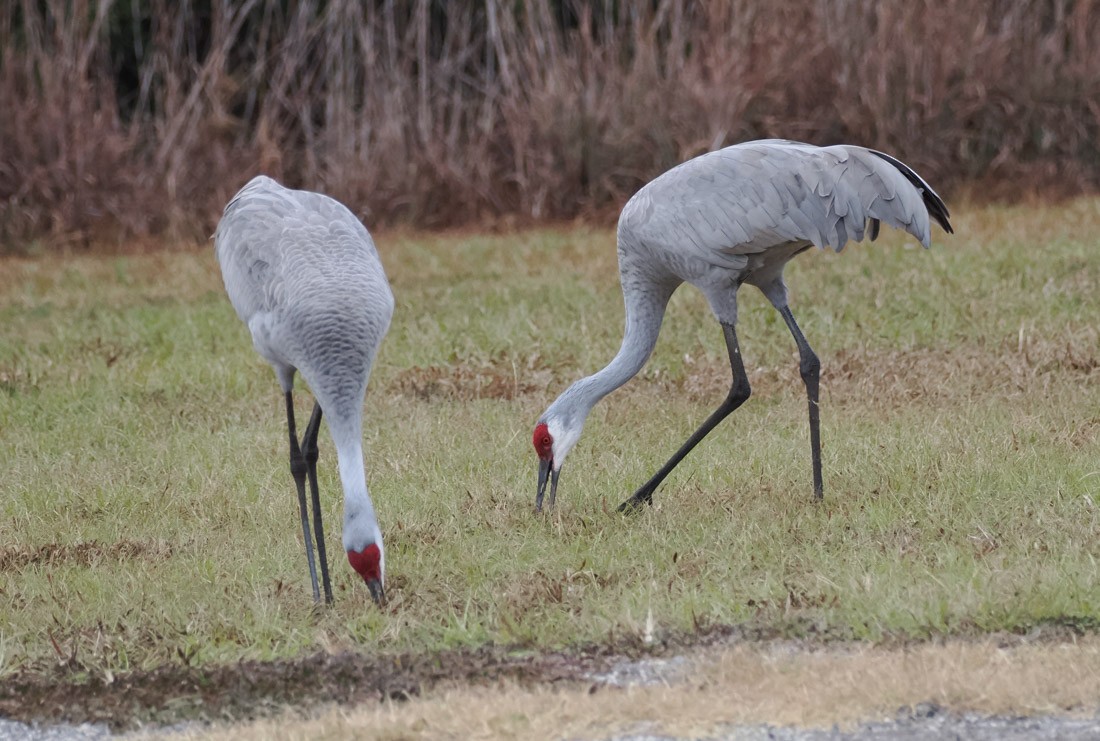 Kanada Turnası - ML646525974