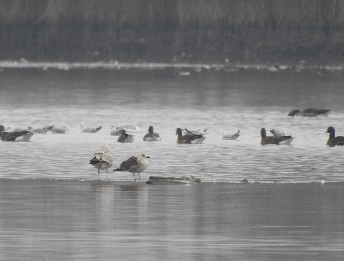 Kara Sırtlı Martı - ML646525983